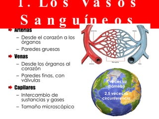 Arterias Desde el corazón a los órganos Paredes gruesas Venas Desde los órganos al corazón Paredes finas, con válvulas Capilares Intercambio de sustancias y gases Tamaño microscópico 1. Los Vasos Sanguíneos 7 veces su diámetro 2,5 veces su circunferencia 