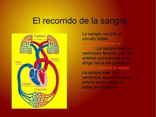 Transporta los gases respiratorios 