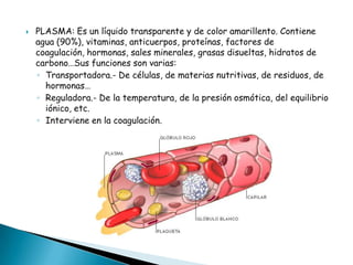 

PLASMA: Es un líquido transparente y de color amarillento. Contiene
agua (90%), vitaminas, anticuerpos, proteínas, factores de
coagulación, hormonas, sales minerales, grasas disueltas, hidratos de
carbono…Sus funciones son varias:
◦ Transportadora.- De células, de materias nutritivas, de residuos, de
hormonas…
◦ Reguladora.- De la temperatura, de la presión osmótica, del equilibrio
iónico, etc.
◦ Interviene en la coagulación.

 