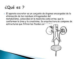 

El aparato excretor es un conjunto de órganos encargados de la
eliminación de los residuos nitrogenados del
metabolismo, conocidos en la medicina como orina; que lo
conforman la úrea y la creatinina. Su arquitectura se compone de
estructuras que filtran los fluidos corporales

 