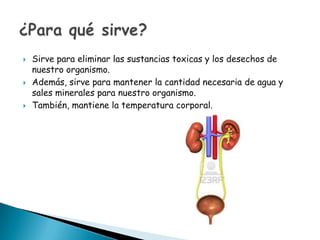 





Sirve para eliminar las sustancias toxicas y los desechos de
nuestro organismo.
Además, sirve para mantener la cantidad necesaria de agua y
sales minerales para nuestro organismo.
También, mantiene la temperatura corporal.

 