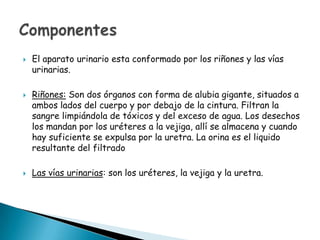 





El aparato urinario esta conformado por los riñones y las vías
urinarias.
Riñones: Son dos órganos con forma de alubia gigante, situados a
ambos lados del cuerpo y por debajo de la cintura. Filtran la
sangre limpiándola de tóxicos y del exceso de agua. Los desechos
los mandan por los uréteres a la vejiga, allí se almacena y cuando
hay suficiente se expulsa por la uretra. La orina es el liquido
resultante del filtrado
Las vías urinarias: son los uréteres, la vejiga y la uretra.

 