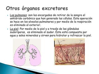 



Los pulmones: son los encargados de retirar de la sangre el
anhídrido carbónico que han generado las células. Esta operación
se hace en los alveolos pulmonares y por medio de la respiración
es eliminado al exterior.
La piel: Por medio de la piel y a través de las glándulas
sudoríparas, es eliminado el sudor. Éste está compuesto por
agua y sales minerales y sirven para hidratar y refrescar la piel.

 