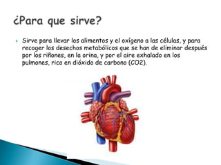 

Sirve para llevar los alimentos y el oxígeno a las células, y para
recoger los desechos metabólicos que se han de eliminar después
por los riñones, en la orina, y por el aire exhalado en los
pulmones, rico en dióxido de carbono (CO2).

 