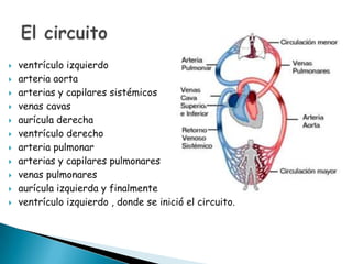












ventrículo izquierdo
arteria aorta
arterias y capilares sistémicos
venas cavas
aurícula derecha
ventrículo derecho
arteria pulmonar
arterias y capilares pulmonares
venas pulmonares
aurícula izquierda y finalmente
ventrículo izquierdo , donde se inició el circuito.

 