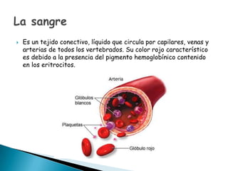 

Es un tejido conectivo, líquido que circula por capilares, venas y
arterias de todos los vertebrados. Su color rojo característico
es debido a la presencia del pigmento hemoglobínico contenido
en los eritrocitos.

 