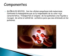 

GLÓBULOS ROJOS: Son las células sanguíneas más numerosas.
Contienen la hemoglobina que es la responsable de su color rojo
característico. Transportan el oxígeno de los pulmones a los tejidos y
recogen de estos el anhídrido carbónico para que sea eliminado en los
pulmones.

 