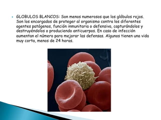 

GLOBULOS BLANCOS: Son menos numerosos que los glóbulos rojos.
Son los encargados de proteger al organismo contra los diferentes
agentes patógenos, función inmunitaria o defensiva, capturándolos y
destruyéndolos o produciendo anticuerpos. En caso de infección
aumentan el número para mejorar las defensas. Algunos tienen una vida
muy corta, menos de 24 horas.

 