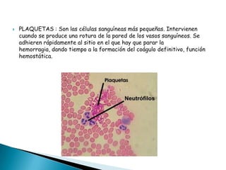 

PLAQUETAS : Son las células sanguíneas más pequeñas. Intervienen
cuando se produce una rotura de la pared de los vasos sanguíneos. Se
adhieren rápidamente al sitio en el que hay que parar la
hemorragia, dando tiempo a la formación del coágulo definitivo, función
hemostática.

 