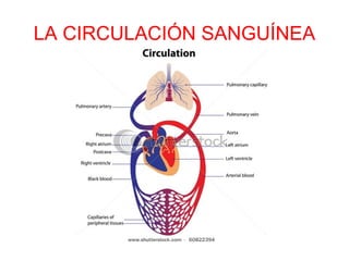 LA CIRCULACIÓN SANGUÍNEA
 