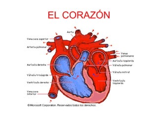 EL CORAZÓN
 