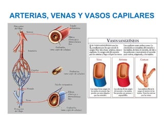 ARTERIAS, VENAS Y VASOS CAPILARES
 