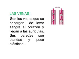 LAS VENAS
Son los vasos que se
encargan de llevar
sangre al corazón y
llegan a las aurículas.
Sus paredes son
blandas y poco
elásticas.
 