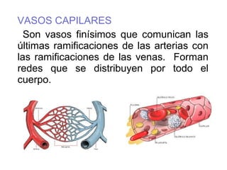 VASOS CAPILARES
Son vasos finísimos que comunican las
últimas ramificaciones de las arterias con
las ramificaciones de las venas. Forman
redes que se distribuyen por todo el
cuerpo.
 