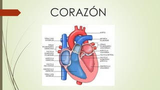 CORAZÓN
 