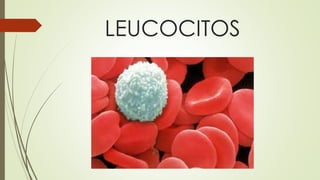 LEUCOCITOS
 