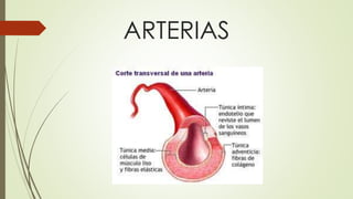 ARTERIAS
 