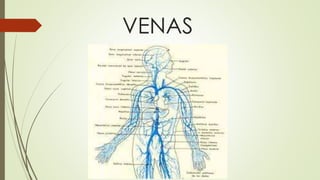 VENAS
 