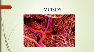 Vasos
 