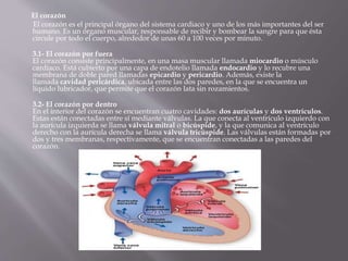 El corazón
El corazón es el principal órgano del sistema cardiaco y uno de los más importantes del ser
humano. Es un órgano muscular, responsable de recibir y bombear la sangre para que ésta
circule por todo el cuerpo, alrededor de unas 60 a 100 veces por minuto.
3.1- El corazón por fuera
El corazón consiste principalmente, en una masa muscular llamada miocardio o músculo
cardiaco. Está cubierto por una capa de endotelio llamada endocardio y lo recubre una
membrana de doble pared llamadas epicardio y pericardio. Además, existe la
llamada cavidad pericárdica, ubicada entre las dos paredes, en la que se encuentra un
líquido lubricador, que permite que el corazón lata sin rozamientos.
3.2- El corazón por dentro
En el interior del corazón se encuentran cuatro cavidades: dos aurículas y dos ventrículos.
Estas están conectadas entre sí mediante válvulas. La que conecta al ventrículo izquierdo con
la aurícula izquierda se llama válvula mitral o bicúspide, y la que comunica al ventrículo
derecho con la aurícula derecha se llama válvula tricúspide. Las válvulas están formadas por
dos y tres membranas, respectivamente, que se encuentran conectadas a las paredes del
corazón.
 