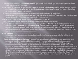 El corazón está conectado a los vasos sanguíneos, que son los tubos por los que circula la sangre. Son de tres
tipos: arterias, venas y capilares.
a- Las venas Las venas son las que llevan la sangre al corazón, desde los órganos del cuerpo. Las que llegan al
corazón son las dos venas cavas y las cuatro pulmonares. Las venas cavas llegan a la aurícula derecha y
las pulmonares, a la aurícula izquierda.
Las venas llevan sangre continuamente al corazón y se abren libremente en sus paredes.
Las venas cavas son dos de las venas mayores del cuerpo. Su característica principal es que cuenta con una
vena cava superior o descendente, y otra inferior o ascendente.
- Vena cava superior: Recibe la sangre de la mitad superior del cuerpo.
- Vena cava inferior: Recibe la sangre de los órganos situados debajo del diafragma.
b- Las arterias Las arterias son los vasos que llevan la sangre desde el corazón hacia los órganos. Salen del
corazón la arteria pulmonar y la gran artería aorta, una del ventrículo derecho y la otra, del ventrículo
izquierdo. A diferencia de las venas, estas arterias no trabajan libremente, ya que la administración de
sangre hacia ellas, está regulada por las válvulas sigmoideas, que dejan salir sangre sólo cuando se ejerce
presión en los ventrículos cuando se contraen.
c- Los capilares
Los capilares son vasos microscópicos de finas paredes que llevan la sangre a todas las células de los
órganos del cuerpo.
Cuida tu corazón, el gran trabajador El corazón es una bomba que hace circular la sangre mediante una
contracción (sístole) y relajación(diástole) constante y rítmica. A diferencia de los otros músculos
sometidos a la voluntad, el corazón realiza su movimiento de manera automática. Si llegara a parar,
significa la muerte de la persona. El corazón entonces, produce la fuerza necesaria para la circulación
continua de la sangre y está sujeto a las necesidades del organismo, que podrían requerir la variación de su
movimiento. Por ejemplo, ciertas emociones del ser humano, hacen que el corazón trabaje de manera más
rápida. Ya que es un órgano tan importante, es muy importante llevar una vida saludable para cuidarlo.
Hacer ejercicios regulares, alimentarse sanamente, sin muchas grasas, evitar el tabaco, las drogas y el
alcohol, entre otras, son muy buenas maneras de ayudar al corazón a mantenerse fuerte el mayor tiempo
posible.
 