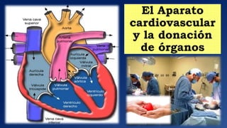 El Aparato
cardiovascular
y la donación
de órganos
 