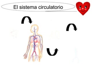 El sistema circulatorio
 