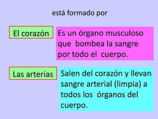 está formado por 
El corazón 
Las arterias 
Es un órgano musculoso 
que bombea la sangre 
por todo el cuerpo. 
Salen del corazón y llevan 
sangre arterial (limpia) a 
todos los órganos del 
cuerpo. 
 