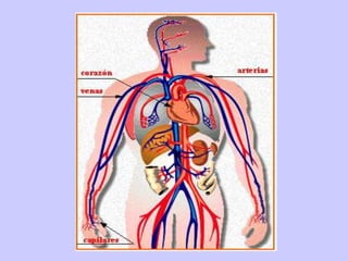 El sistema circulatorio 2º