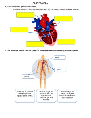 FICHA PRÁCTICA
1. Completa con las partes del Corazón
Aurícula izquierda- Aurícula derecha-Ventrículo izquierdo- Ventrículo derecho-Aorta
2. Con una línea, une las descripciones a la parte del sistema circulatorio que le corresponde
Se encarga de bombear
la sangre para que
llegue a todo el cuerpo.
Llevan la sangre del
corazón al resto del
cuerpo con las
sustancias que éste
requiere.
Llevan la sangre del
cuerpo con algunas
sustancias de desecho
hacia el corazón.
Venas
Corazón
Arterias
 