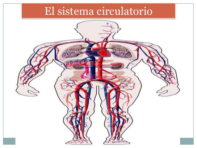 El Sistema Circulatorio