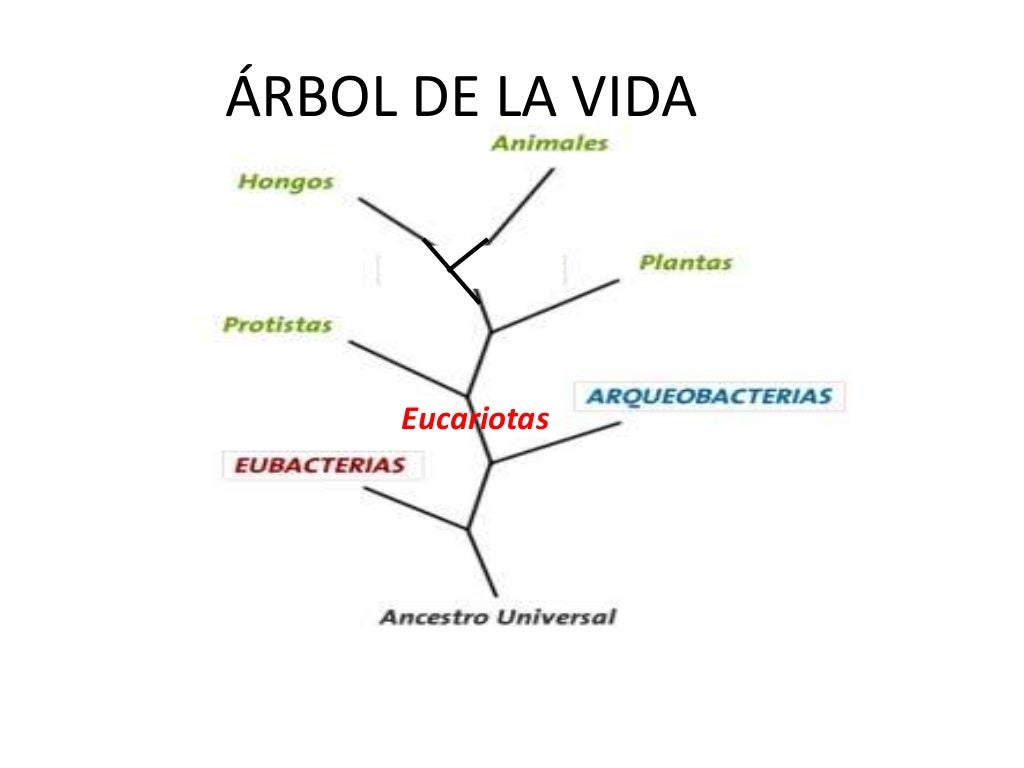 El sistema de clasificación los 3 dominios de