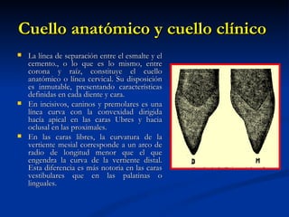 Cuello anatómico y cuello clínico
   La línea de separación entre el esmalte y el
    cemento., o lo que es lo mismo, entre
    corona y raíz, constituye el cuello
    anatómico o línea cervical. Su disposición
    es inmutable, presentando características
    definidas en cada diente y cara.
   En incisivos, caninos y premolares es una
    línea curva con la convexidad dirigida
    hacía apical en las caras Ubres y hacia
    oclusal en las proximales.
   En las caras libres, la curvatura de la
    vertiente mesial corresponde a un arco de
    radio de longitud menor que el que
    engendra la curva de la vertiente distal.
    Esta diferencia es más notoria en las caras
    vestibulares que en las palatinas o
    linguales.
 