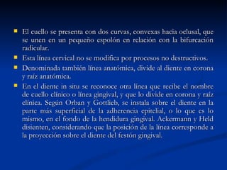   El cuello se presenta con dos curvas, convexas hacia oclusal, que
    se unen en un pequeño espolón en relación con la bifurcación
    radicular.
   Esta línea cervical no se modifica por procesos no destructivos.
   Denominada también línea anatómica, divide al diente en corona
    y raíz anatómica.
   En el diente in situ se reconoce otra línea que recibe el nombre
    de cuello clínico o línea gingival, y que lo divide en corona y raíz
    clínica. Según Orban y Gottlieb, se instala sobre el diente en la
    parte más superficial de la adherencia epitelial, o lo que es lo
    mismo, en el fondo de la hendidura gingival. Ackermann y Held
    disienten, considerando que la posición de la línea corresponde a
    la proyección sobre el diente del festón gingival.
 