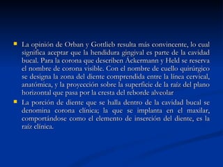    La opinión de Orban y Gottlieb resulta más convincente, lo cual
    significa aceptar que la hendidura gingival es parte de la cavidad
    bucal. Para la corona que describen Áckermann y Held se reserva
    el nombre de corona visible. Con el nombre de cuello quirúrgico
    se designa la zona del diente comprendida entre la línea cervical,
    anatómica, y la proyección sobre la superficie de la raíz del plano
    horizontal que pasa por la cresta del reborde alveolar
   La porción de diente que se halla dentro de la cavidad bucal se
    denomina corona clínica; la que se implanta en el maxilar,
    comportándose como el elemento de inserción del diente, es la
    raíz clínica.
 