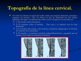 Topografía de la línea cervical.
   En todos los dientes la región del cuello señala una pequeña depresión, marcada a
    expensas de corona y raíz. La forma en que se relacionan los dos tejidos
    periféricos da lugar a la aparición de cuatro casos. Choquet los ha descrito así:
      1) El esmalte cubre al cemento.
      2) El cemento sobre el esmalte.            Este caso y el anterior son los más
         frecuentes.
      3) Los bordes del esmalte y del cemento, totalmente adelgazados, se afrontan
         sin solución de continuidad.
      4) El esmalte y el cemento terminan independientemente, separados por un
         espacio cuyo fondo lo constituye la dentina.
 