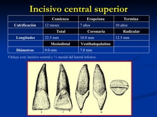 Incisivo central superior
                              Comienza                Erupciona           Termina
   Calcificación         12 meses                7 años               10 años
                                 Total                Coronaria           Radicular
     Longitudes          22.5 mm                 10.0 mm              12.5 mm
                             Mesiodistal          Vestibulopalatino
     Diámetros           9.0 mm                  7.0 mm
Ocluye con: incisivo central y ½ mesial del lateral inferior.
 