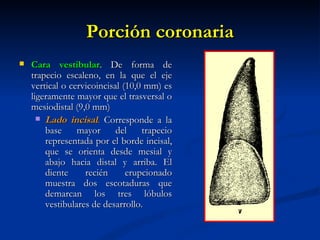 Porción coronaria
   Cara vestibular. De forma de
    trapecio escaleno, en la que el eje
    vertical o cervicoincisal (10,0 mm) es
    ligeramente mayor que el trasversal o
    mesiodistal (9,0 mm)
       Lado incisal. Corresponde a la
        base     mayor      del    trapecio
        representada por el borde incisal,
        que se orienta desde mesial y
        abajo hacia distal y arriba. El
        diente     recién      erupcionado
        muestra dos escotaduras que
        demarcan los tres lóbulos
        vestibulares de desarrollo.
 