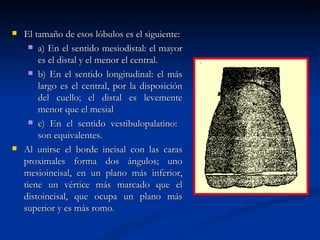    El tamaño de esos lóbulos es el siguiente:
       a) En el sentido mesiodistal: el mayor
        es el distal y el menor el central.
       b) En el sentido longitudinal: el más
        largo es el central, por la disposición
        del cuello; el distal es levemente
        menor que el mesial
       c) En el sentido vestibulopalatino:
        son equivalentes.
   Al unirse el borde incisal con las caras
    proximales forma dos ángulos; uno
    mesioincisal, en un plano más inferior,
    tiene un vértice más marcado que el
    distoincisal, que ocupa un plano más
    superior y es más romo.
 