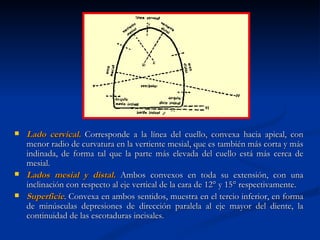    Lado cervical. Corresponde a la línea del cuello, convexa hacia apical, con
    menor radio de curvatura en la vertiente mesial, que es también más corta y más
    indinada, de forma tal que la parte más elevada del cuello está más cerca de
    mesial.
   Lados mesial y distal. Ambos convexos en toda su extensión, con una
    inclinación con respecto al eje vertical de la cara de 12° y 15° respectivamente.
   Superficie. Convexa en ambos sentidos, muestra en el tercio inferior, en forma
    de minúsculas depresiones de dirección paralela al eje mayor del diente, la
    continuidad de las escotaduras incisales.
 