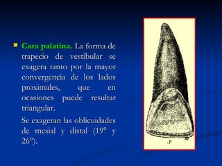   Cara palatina. La forma de
    trapecio de vestibular se
    exagera tanto por la mayor
    convergencia de los lados
    proximales,      que      en
    ocasiones puede resultar
    triangular.
    Se exageran las oblicuidades
    de mesial y distal (19° y
    26°).
 