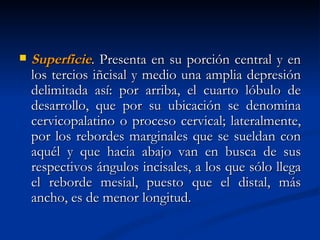    Superficie. Presenta en su porción central y en
    los tercios iñcisal y medio una amplia depresión
    delimitada así: por arriba, el cuarto lóbulo de
    desarrollo, que por su ubicación se denomina
    cervicopalatino o proceso cervical; lateralmente,
    por los rebordes marginales que se sueldan con
    aquél y que hacia abajo van en busca de sus
    respectivos ángulos incisales, a los que sólo llega
    el reborde mesial, puesto que el distal, más
    ancho, es de menor longitud.
 