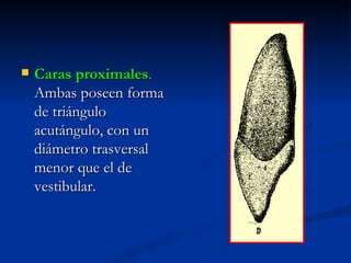    Caras proximales.
    Ambas poseen forma
    de triángulo
    acutángulo, con un
    diámetro trasversal
    menor que el de
    vestibular.
 