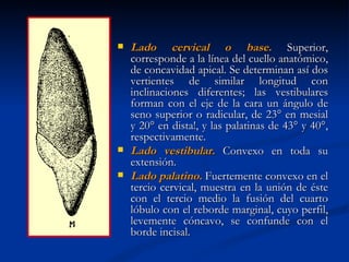    Lado cervical o base. Superior,
    corresponde a la línea del cuello anatómico,
    de concavidad apical. Se determinan así dos
    vertientes de similar longitud con
    inclinaciones diferentes; las vestibulares
    forman con el eje de la cara un ángulo de
    seno superior o radicular, de 23° en mesial
    y 20° en dista!, y las palatinas de 43° y 40°,
    respectivamente.
   Lado vestibular. Convexo en toda su
    extensión.
   Lado palatino. Fuertemente convexo en el
    tercio cervical, muestra en la unión de éste
    con el tercio medio la fusión del cuarto
    lóbulo con el reborde marginal, cuyo perfil,
    levemente cóncavo, se confunde con el
    borde incisal.
 