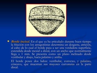    Borde incisal. En el que ya ha articulado durante buen tiempo
    la fricción con los antagonistas determina un desgaste, atrición,
    al cabo de lo cual el borde pasa a ser una verdadera superficie,
    extendida desde mesial a distal, con un ancho que normalmente
    llega a 1 mm. Se presenta como un plano inclinado desde
    vestibular y abajo, hacia palatino y arriba.
    El borde posee dos lados: vestibular, convexo, y palatino,
    cóncavo, que muestran sus mayores curvaturas en la parte
    distal.
 