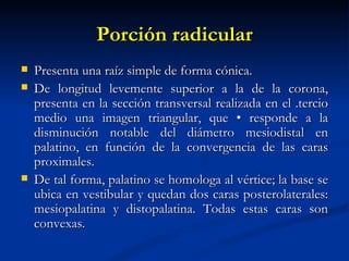 Porción radicular
   Presenta una raíz simple de forma cónica.
   De longitud levemente superior a la de la corona,
    presenta en la sección transversal realizada en el .tercio
    medio una imagen triangular, que • responde a la
    disminución notable del diámetro mesiodistal en
    palatino, en función de la convergencia de las caras
    proximales.
   De tal forma, palatino se homologa al vértice; la base se
    ubica en vestibular y quedan dos caras posterolaterales:
    mesiopalatina y distopalatina. Todas estas caras son
    convexas.
 