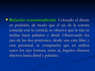    Relación coronorradicular. Colocado el diente
    en posición, de modo que el eje de la corona
    coincida con la vertical, se observa que la raíz se
    inclina hacia palatino y distal. Observando los
    ejes de las dos porciones, desde una cara libre y
    otra proximal, se comprueba que en ambos
    casos los ejes forman, entre sí, ángulos obtusos
    abiertos hacia distal y palatino.
 