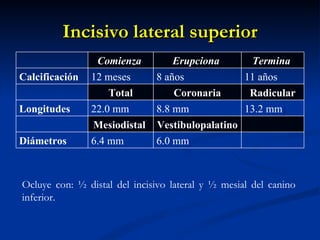 Incisivo lateral superior
                 Comienza         Erupciona      Termina
Calcificación   12 meses      8 años            11 años
                    Total         Coronaria      Radicular
Longitudes      22.0 mm       8.8 mm            13.2 mm
                Mesiodistal   Vestibulopalatino
Diámetros       6.4 mm        6.0 mm



Ocluye con: ½ distal del incisivo lateral y ½ mesial del canino
inferior.
 