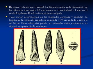    De menor volumen que el central. La diferencia reside en la disminución de
    los diámetros trasversales: 2,6 mm menos en el mesiodistal y 1 mm en el
    vestíbulo-palatino. Resulta así una pieza más delgada.
   Tiene mayor desproporción en las longitudes coronaría y radicular. La
    longitud de la corona del central está contenida 1 1/4 vez en la de la raíz, y la
    del lateral. Estas diferencias podrán ser estimadas mejor examinando las
    dimensiones promedio de los dientes.
 