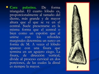    Cara palatina. De forma
    triangular. El cuarto lóbulo es,
    proporcionalmente al tamaño del
    diente, más grande y de mayor
    altura que el que se ve en el
    central. Suele presentarse en la
    misma forma que el central o
    bien como un espolón que al
    unirse     con    los    rebordes
    marginales determina un surco en
    forma de M. A veces el lóbulo
    aparece con una fisura que
    termina en un agujero ciego. La
    fisura, de dirección vertical,
    divide al proceso cervical en dos
    porciones, de las cuales la distal
    es siempre la mayor.
 